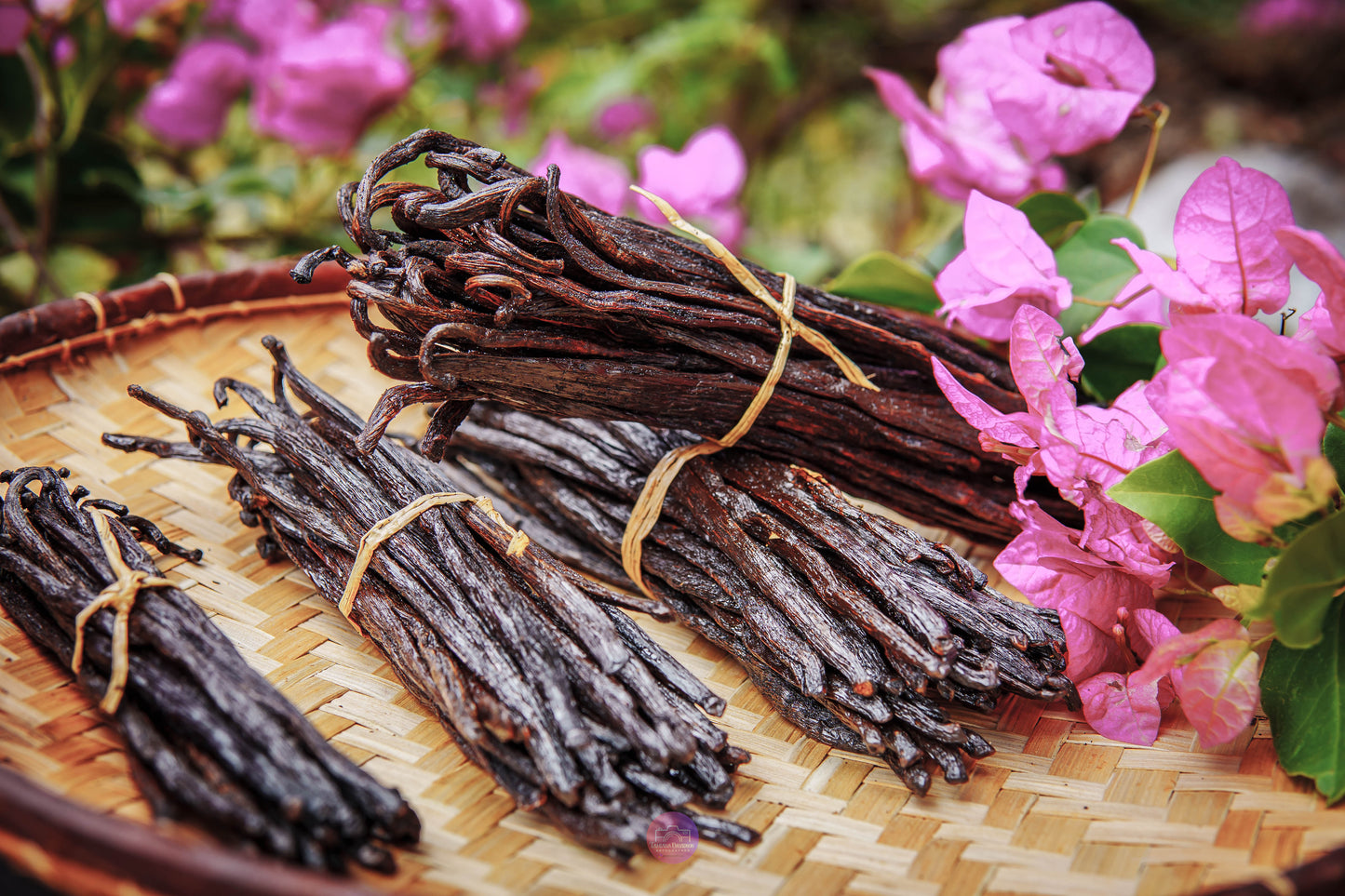 10 gousses de vanille Bourbon de Madagascar - 14 à 16 cm + 5g de poudre de vanille offert