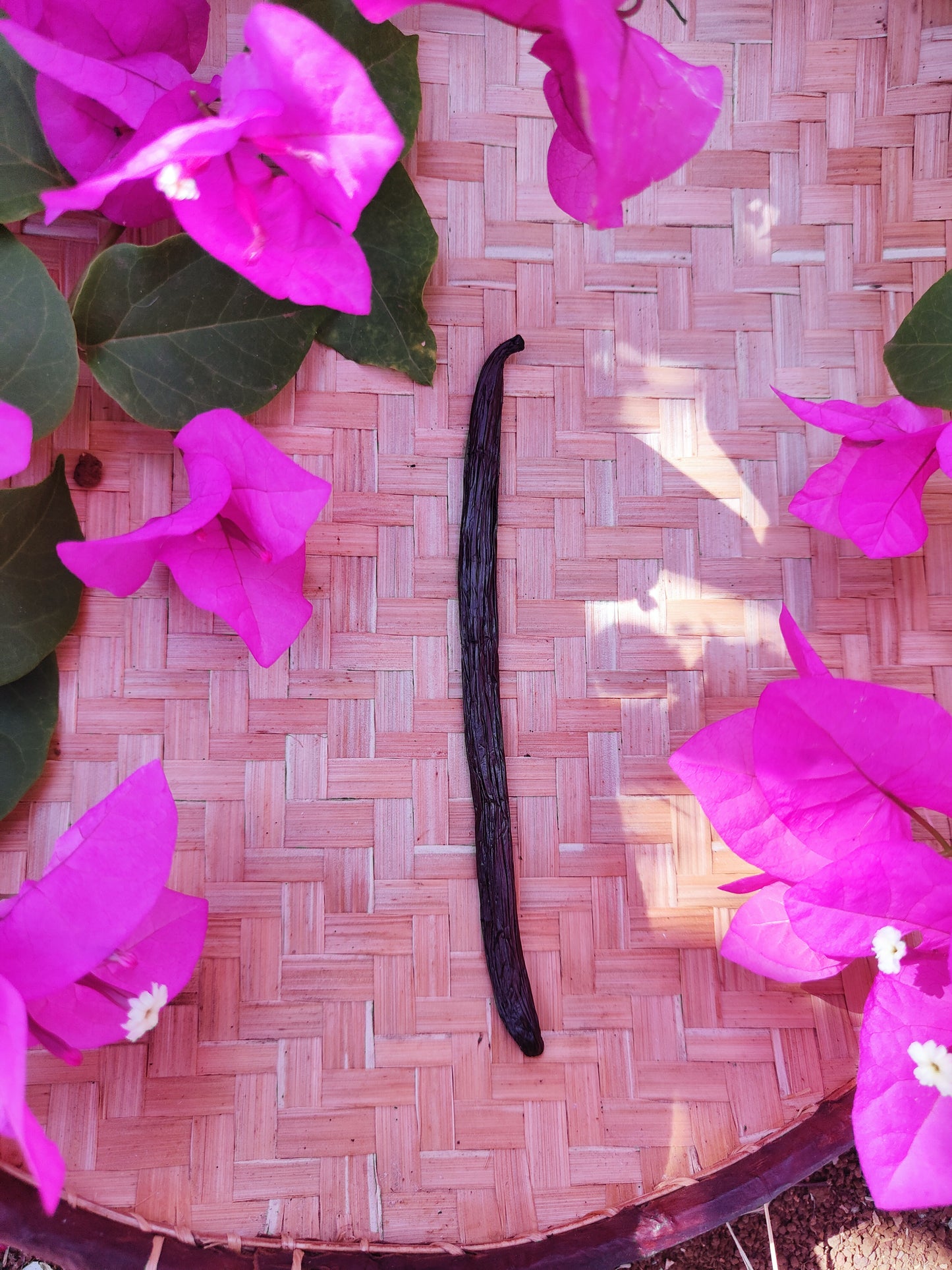 Gousses de Vanille de Madagascar – 13 à 18 cm à partir de 1€