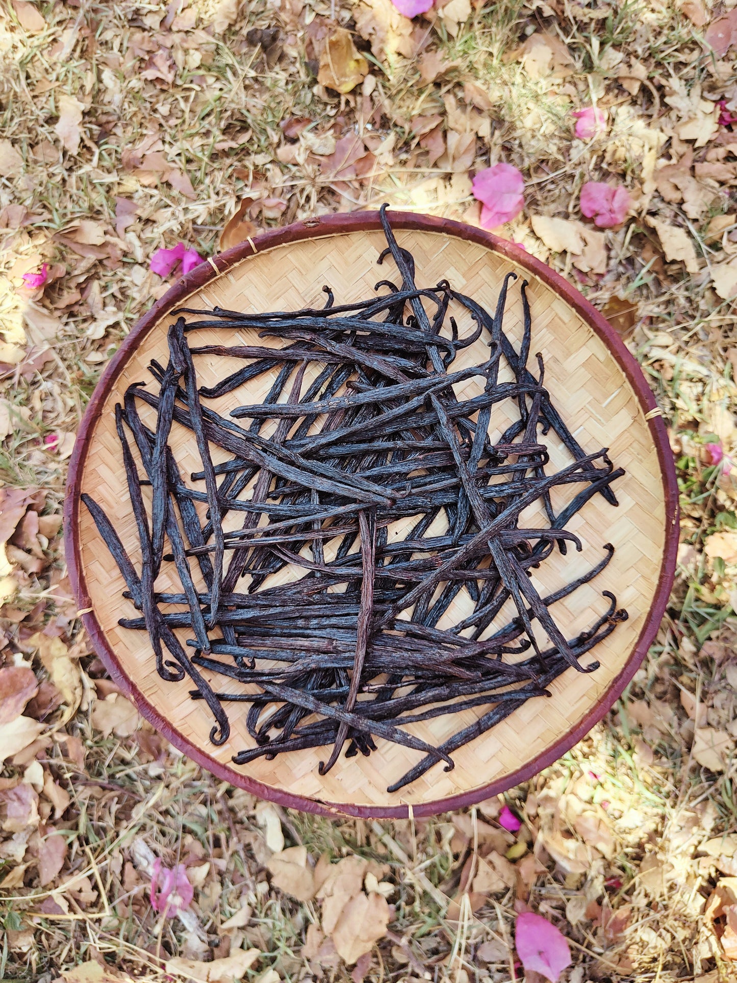 10 Gousses de Vanille Gourmet de Madagascar - 17 à 18 cm + 5 g de poudre de vanille offert