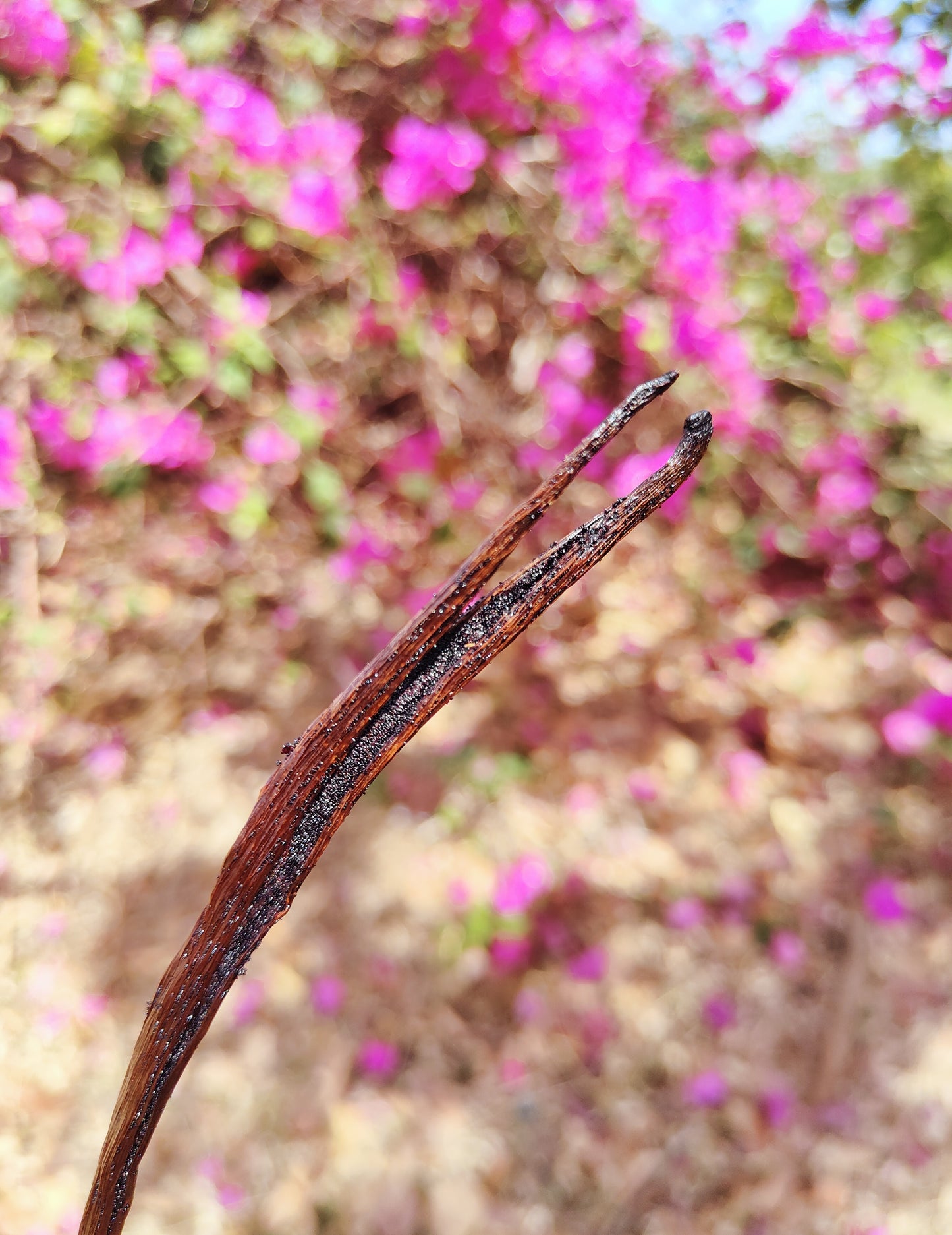 10 gousses de vanille Bourbon de Madagascar - 14 à 16 cm + 5g de poudre de vanille offert