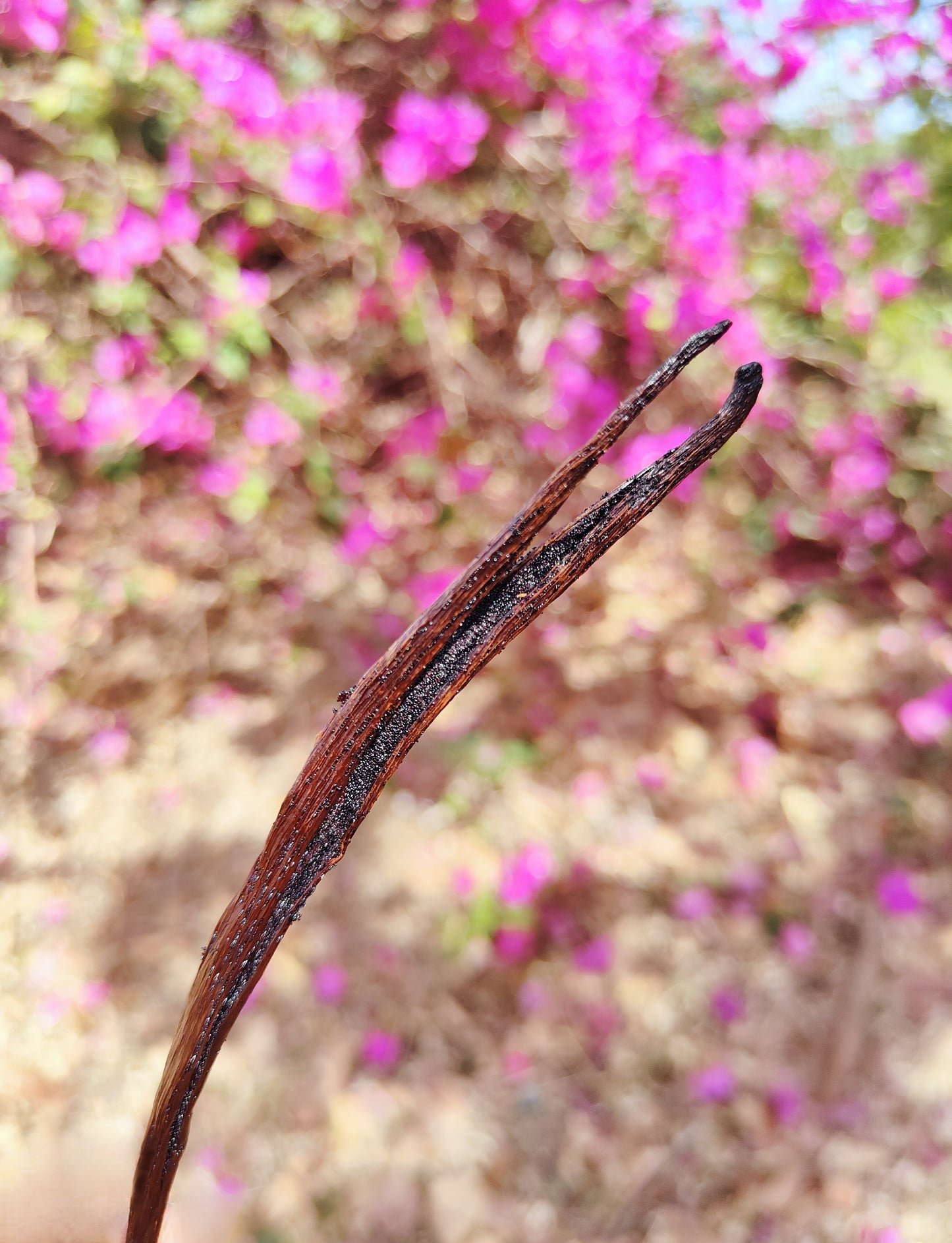 10 Gousses de Vanille Gourmet de Madagascar - 17 à 18 cm + 5 g de poudre de vanille offert