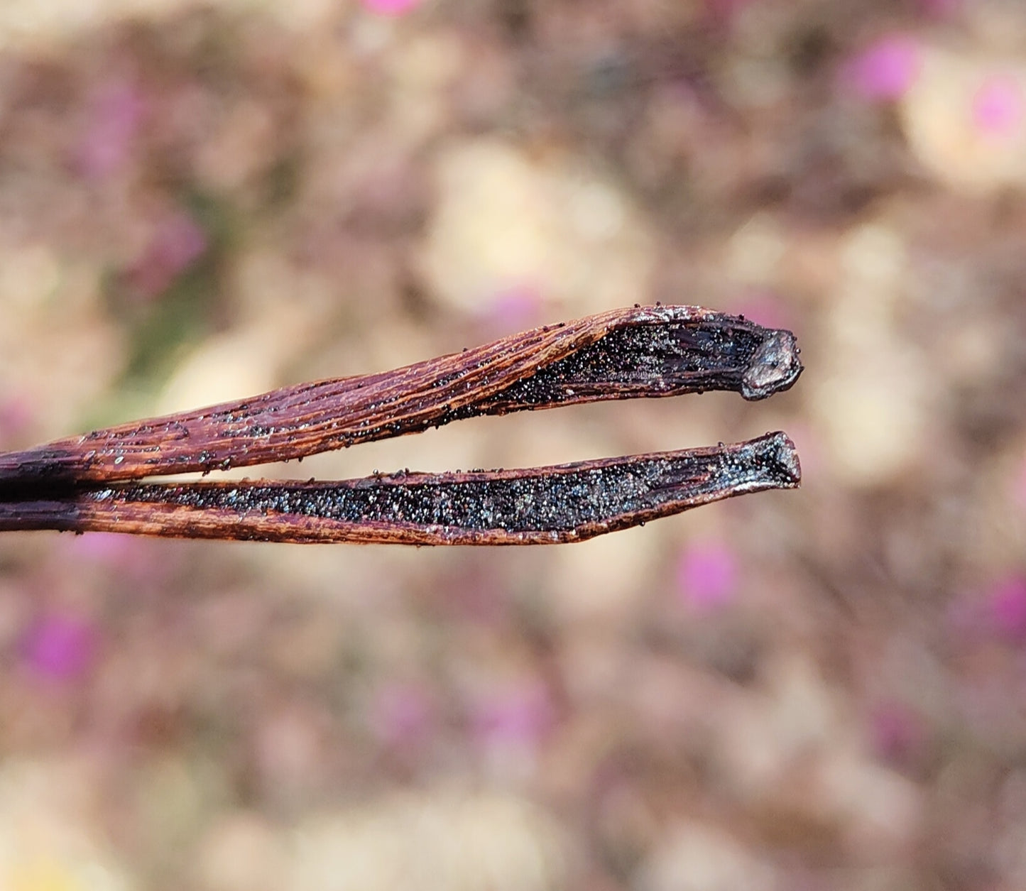 Gousses de Vanille de Madagascar – 13 à 18 cm à partir de 1€