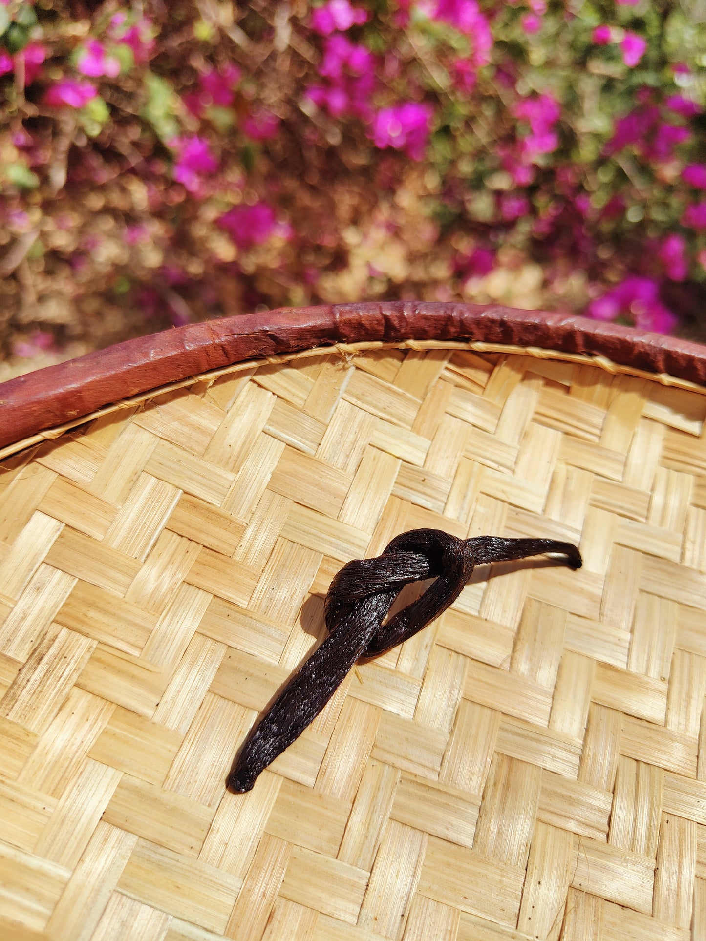 10 Gousses de Vanille Gourmet de Madagascar - 17 à 18 cm + 5 g de poudre de vanille offert