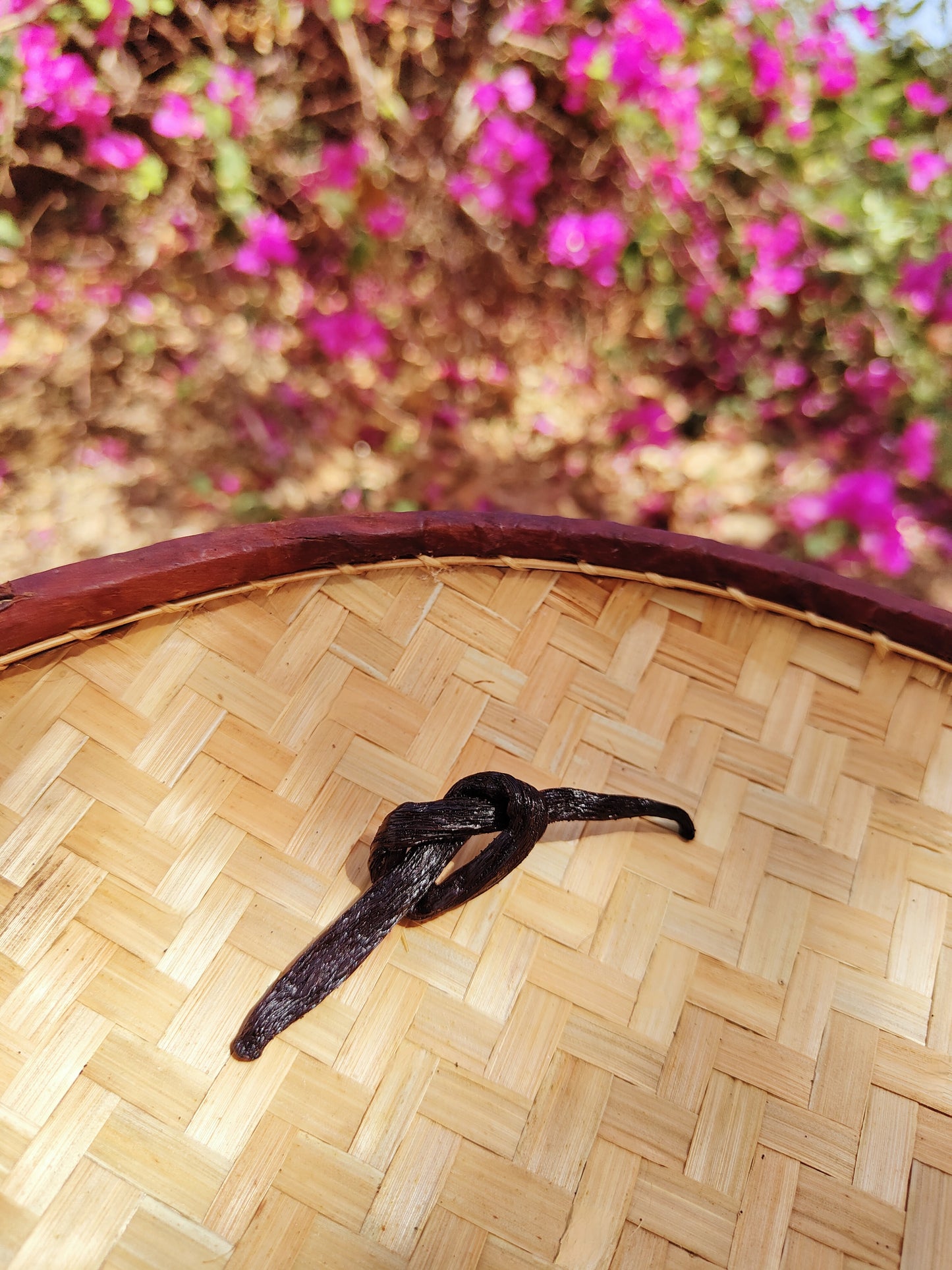 Gousses de Vanille de Madagascar – 13 à 18 cm à partir de 1€